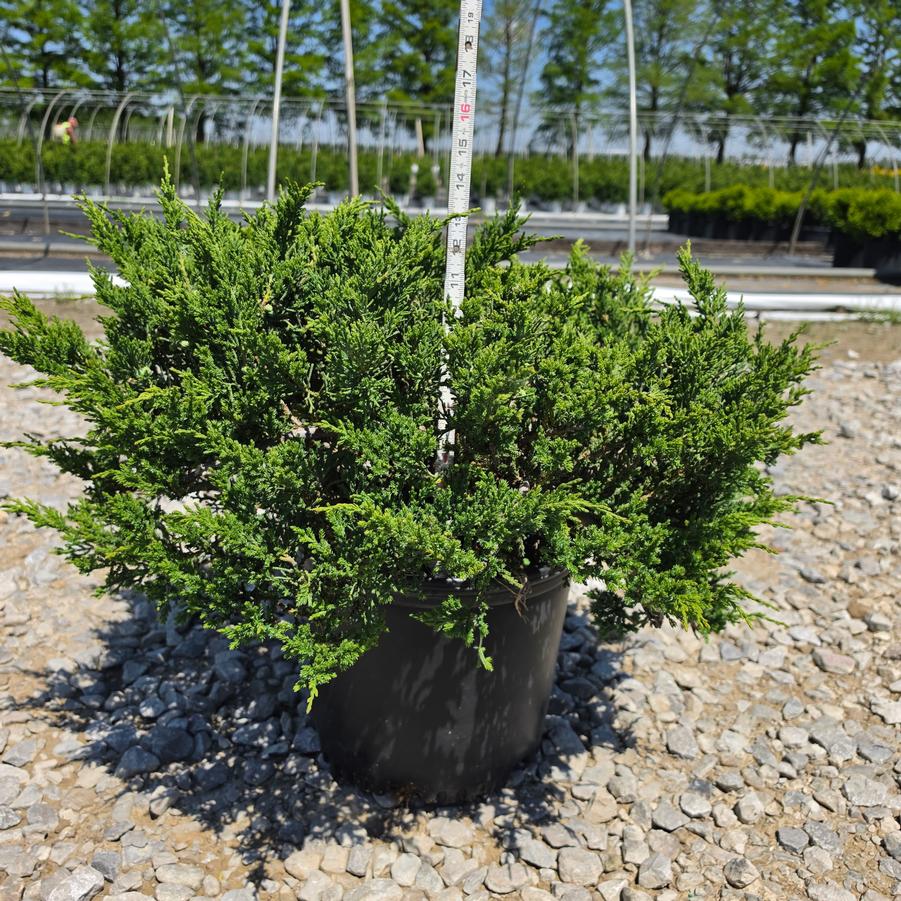 Juniperus chinensis var. sargentii 'Viridis'