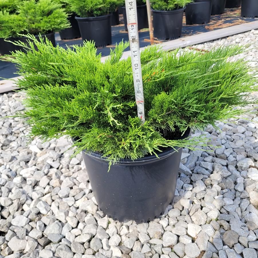 Juniperus sabina Calgary Carpet&reg;