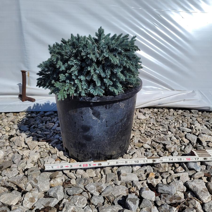 Juniperus squamata 'Blue Star'