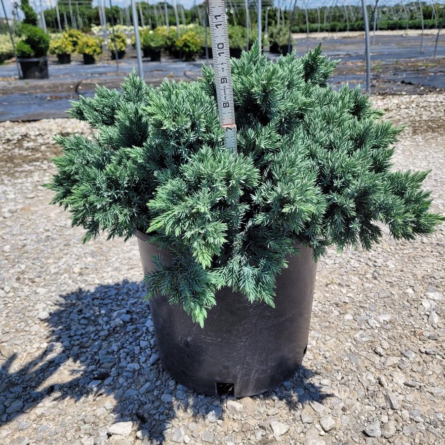 Juniperus squamata 'Blue Star'