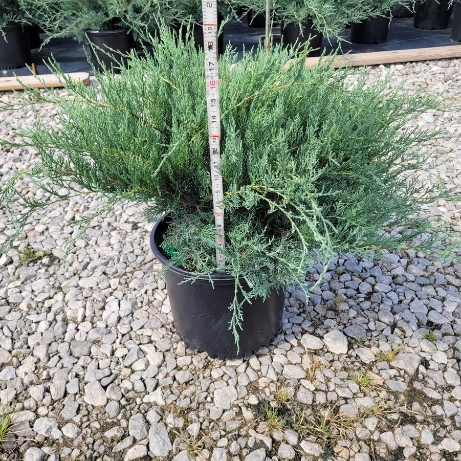 Juniperus virginiana 'Grey Owl'