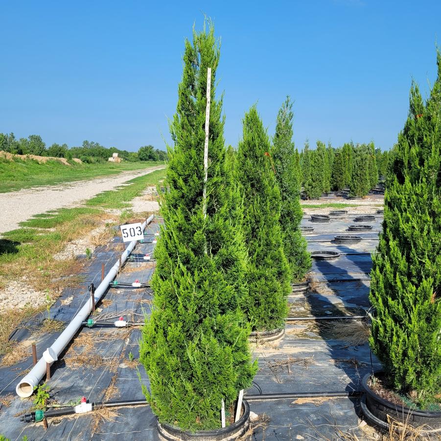 Juniperus virginiana 'Idyllwild'