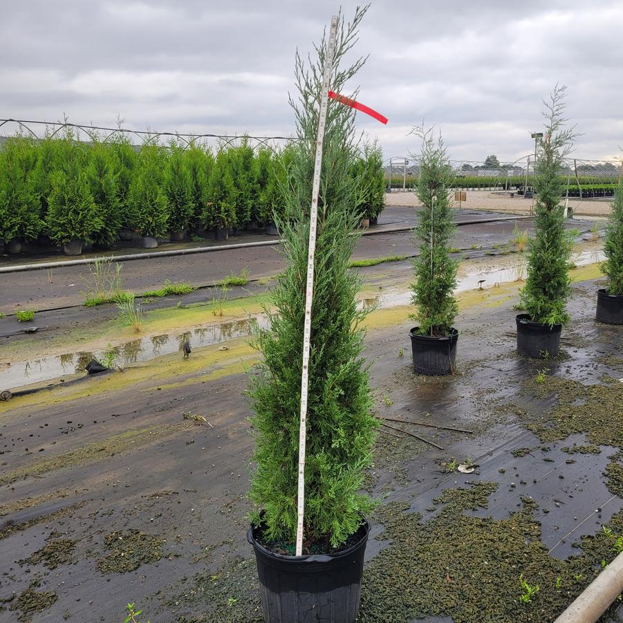 Juniperus virginiana 'Taylor'
