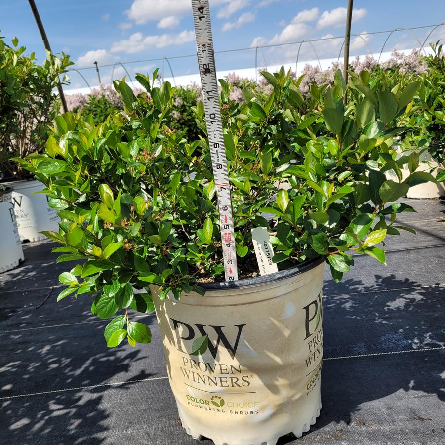 Aronia melanocarpa Low Scape Mound®