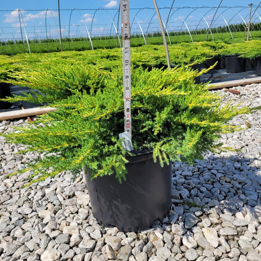 Juniperus x pfitzeriana 'Daub's Frosted'