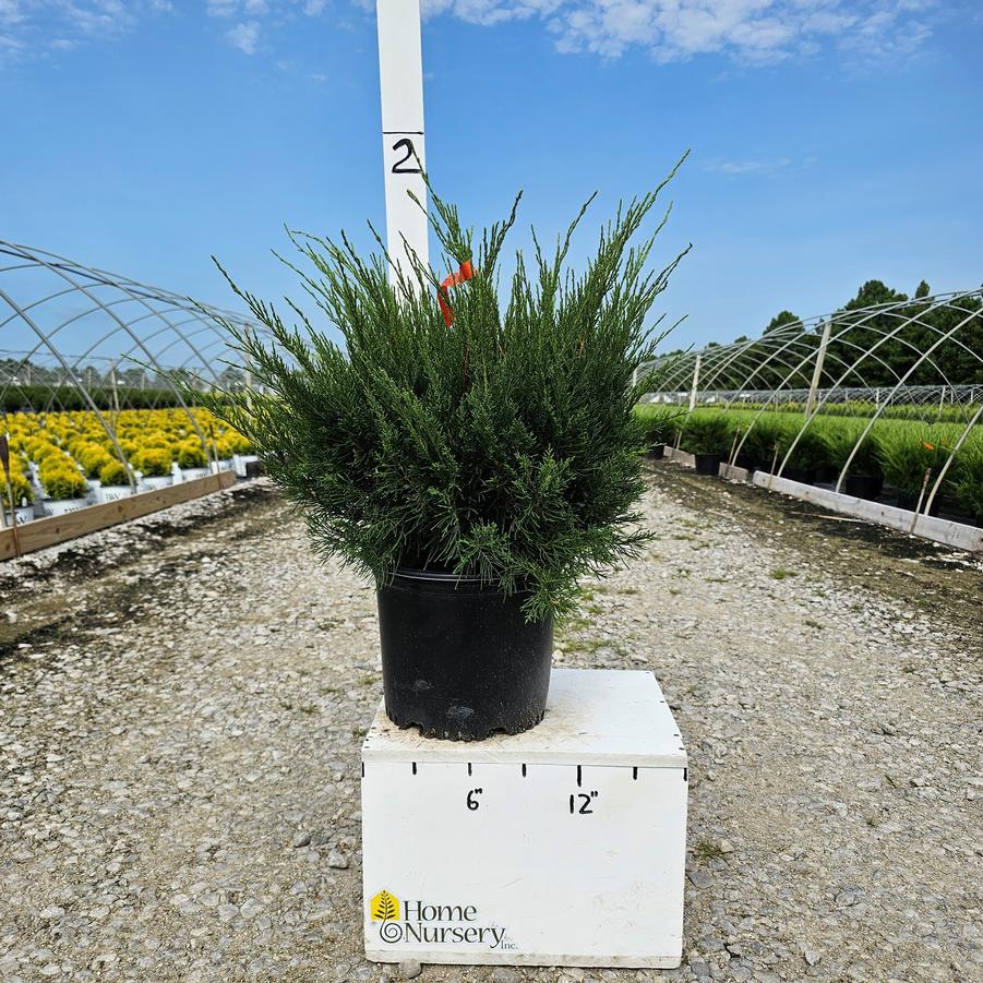 Juniperus x pfitzeriana 'Sea Green'