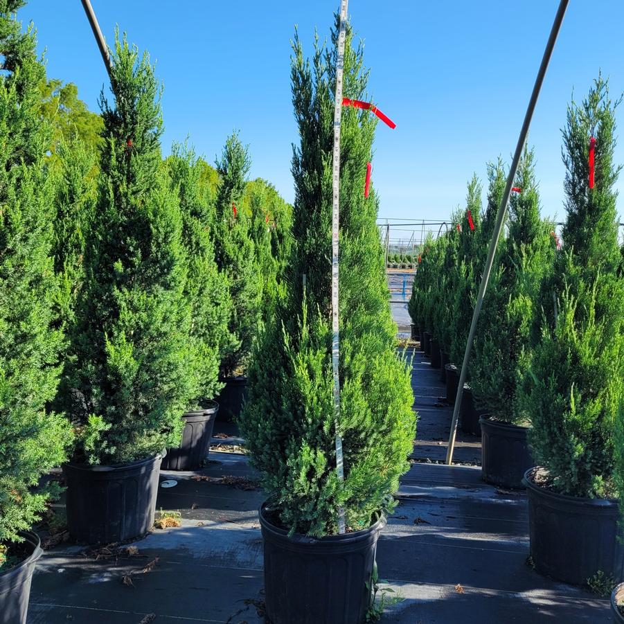 Juniperus x Star Power&reg;