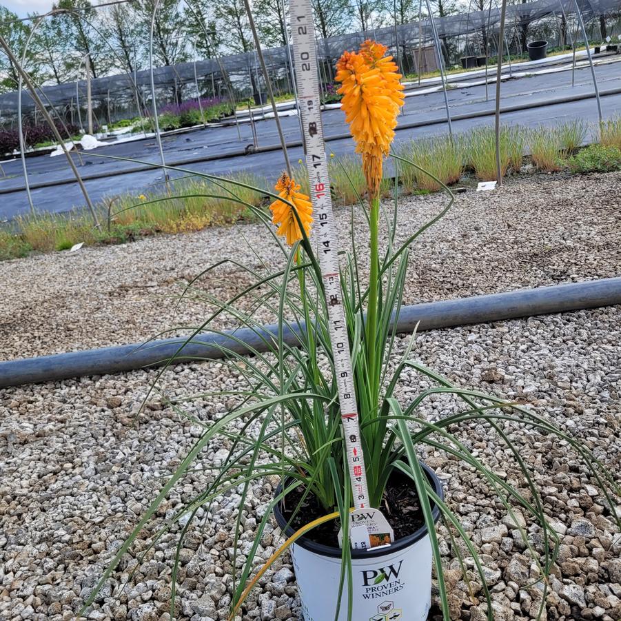 Kniphofia x Pyromania&trade;'Orange Blaze'