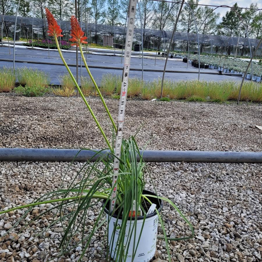Kniphofia x Pyromania&trade;'Rocket's Red Glare'