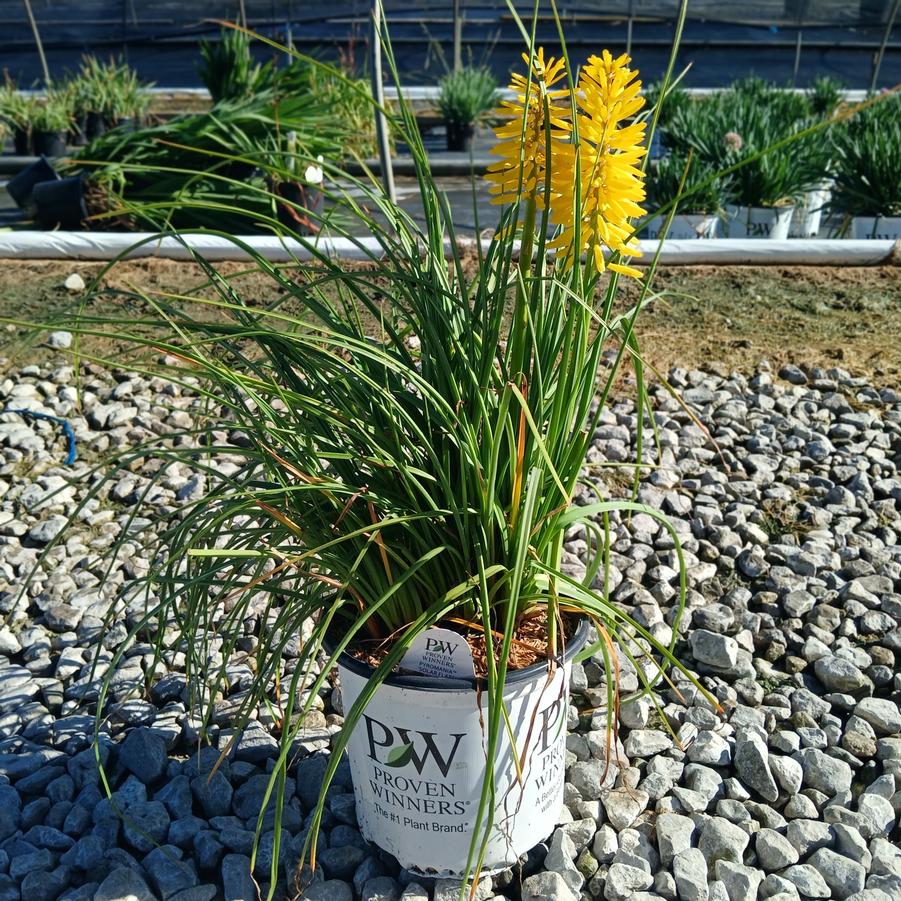 Kniphofia x Pyromania&trade;'Solar Flare'