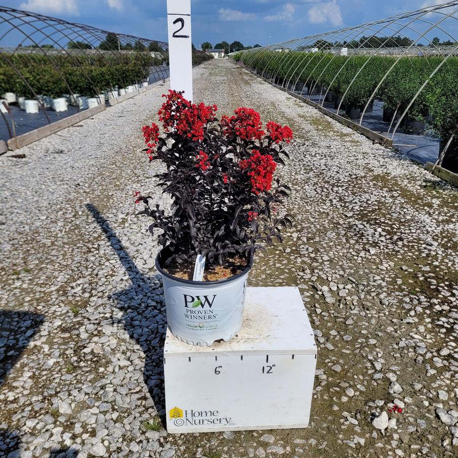 Lagerstroemia x Center Stage®Red