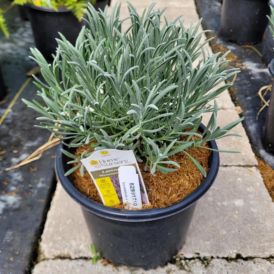 Lavandula x intermedia Phenomenal