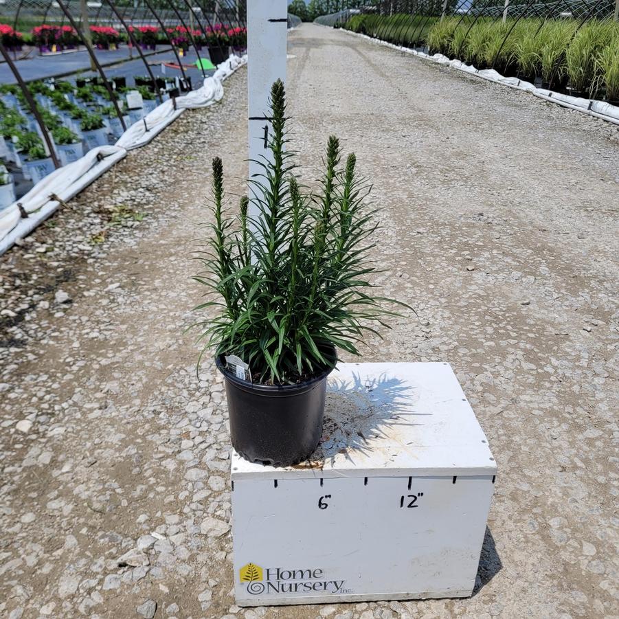 Liatris spicata 'Kobold Original'