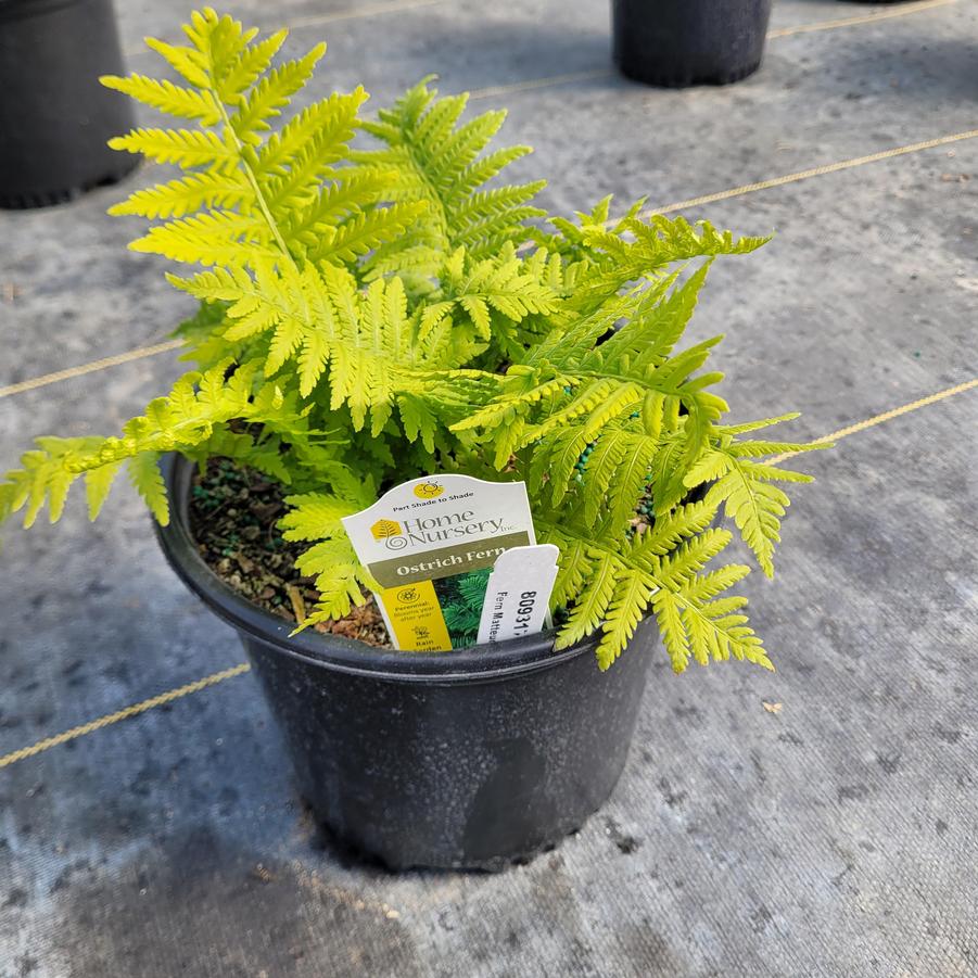 Matteuccia struthiopteris 