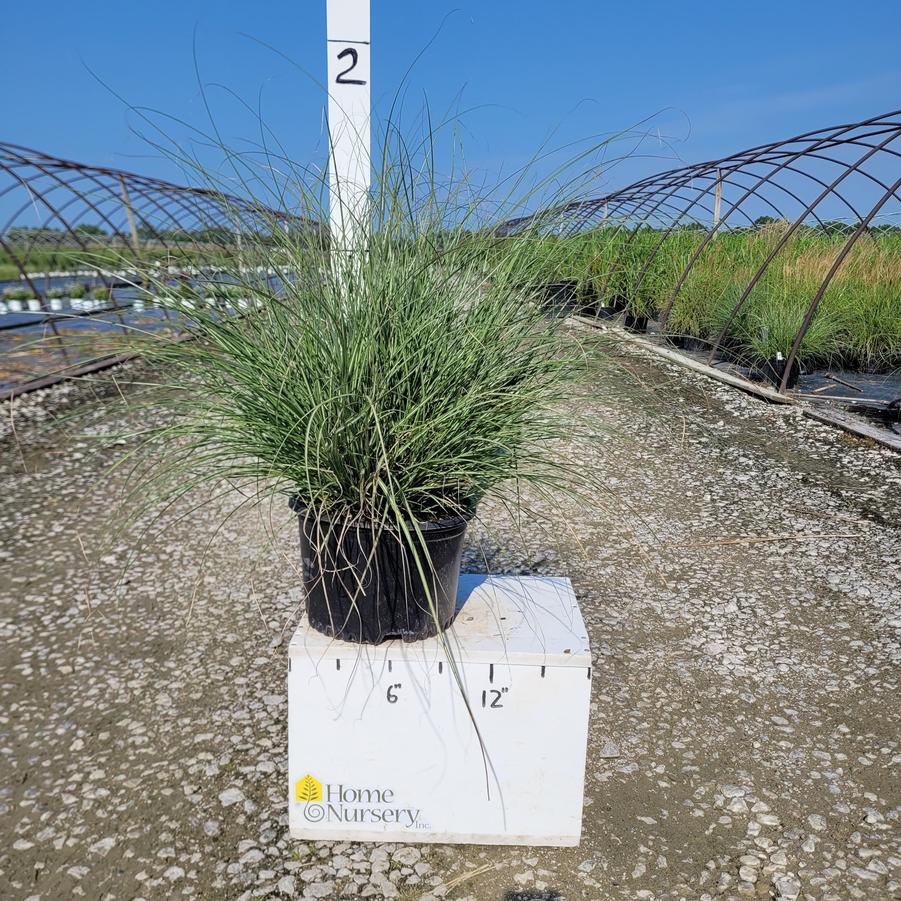 Miscanthus sinensis 'Adagio'