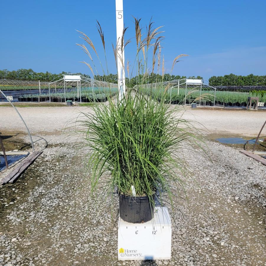 Miscanthus sinensis 'Malepartus'