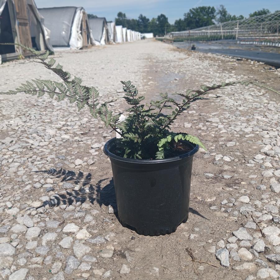 Athyrium niponicum pictum 'Godzilla'