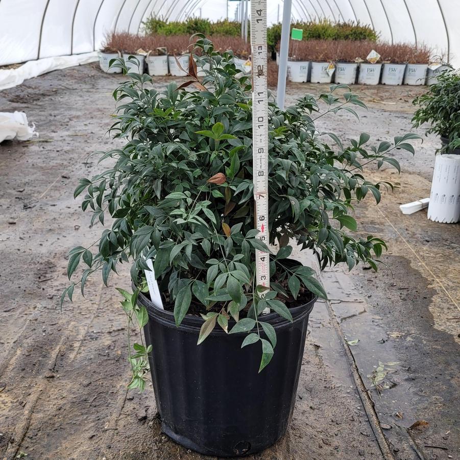 Nandina domestica 'Gulf Stream'