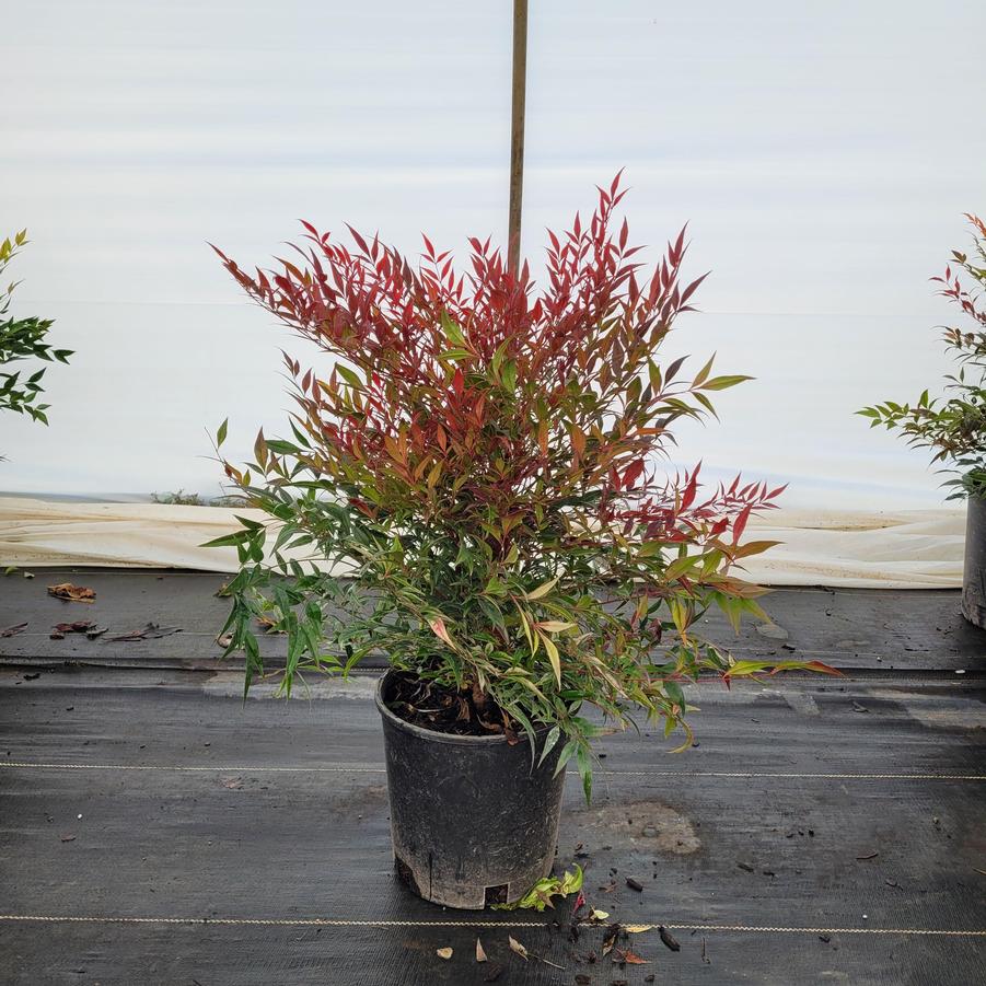 Nandina domestica 'Tuscan Flame'
