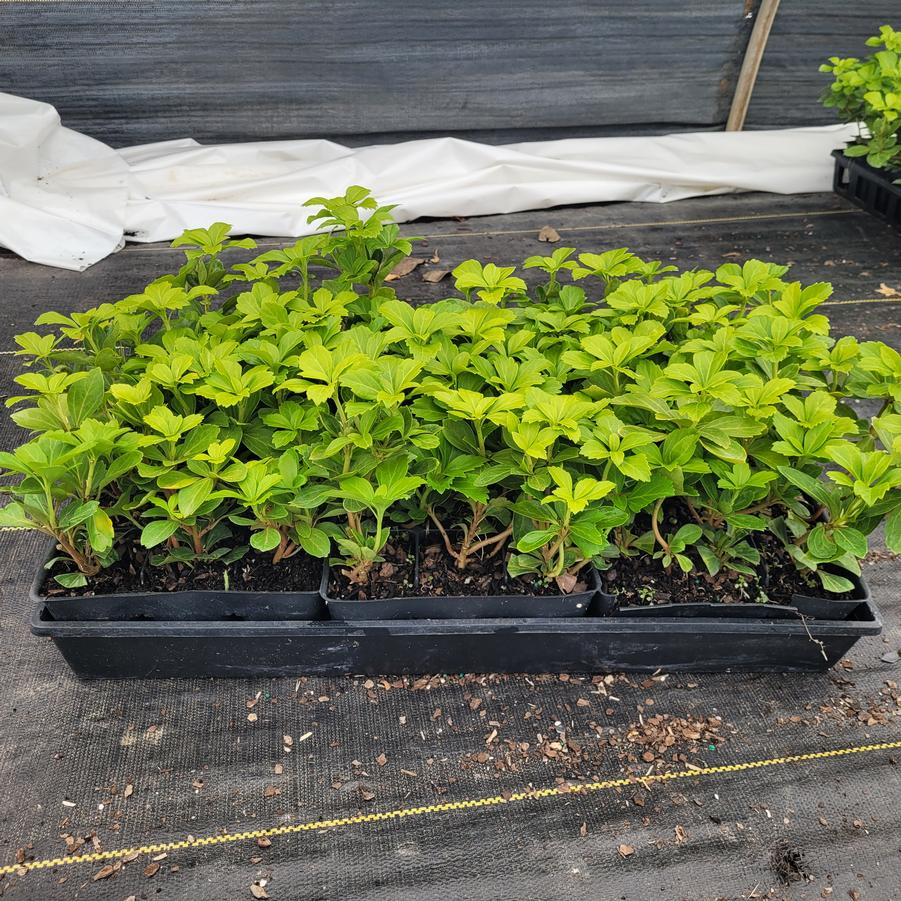 Pachysandra terminalis 'Green Carpet'