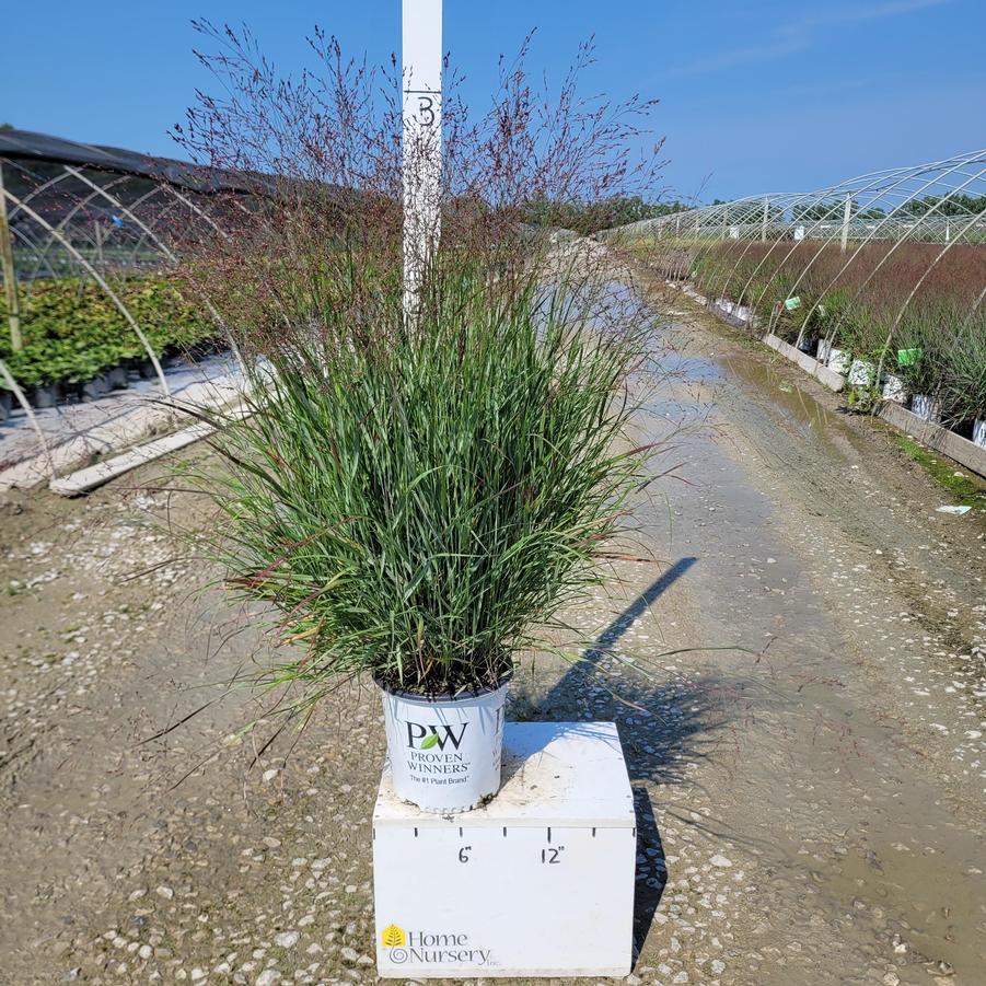 Panicum virgatum Prairie Winds® 'Cheyenne Sky'