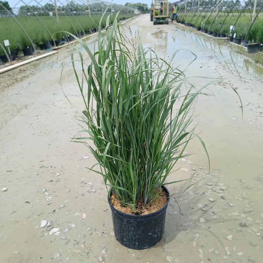 Panicum virgatum 'Shenandoah'