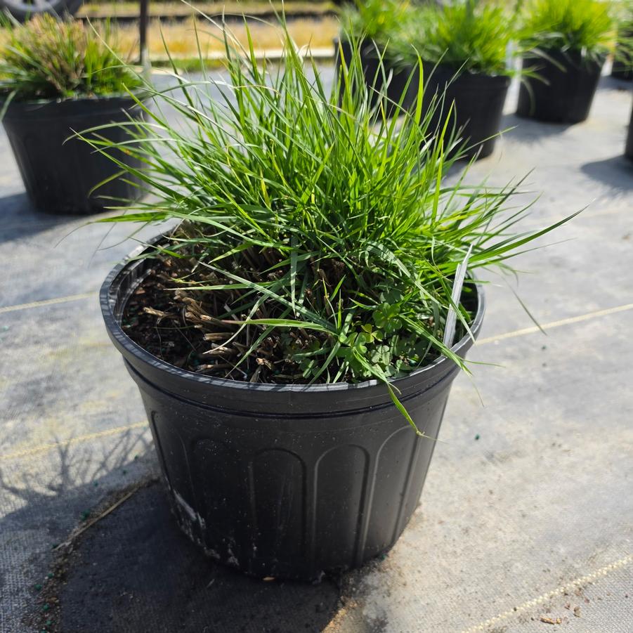 Pennisetum alopecuroides 'Hameln'