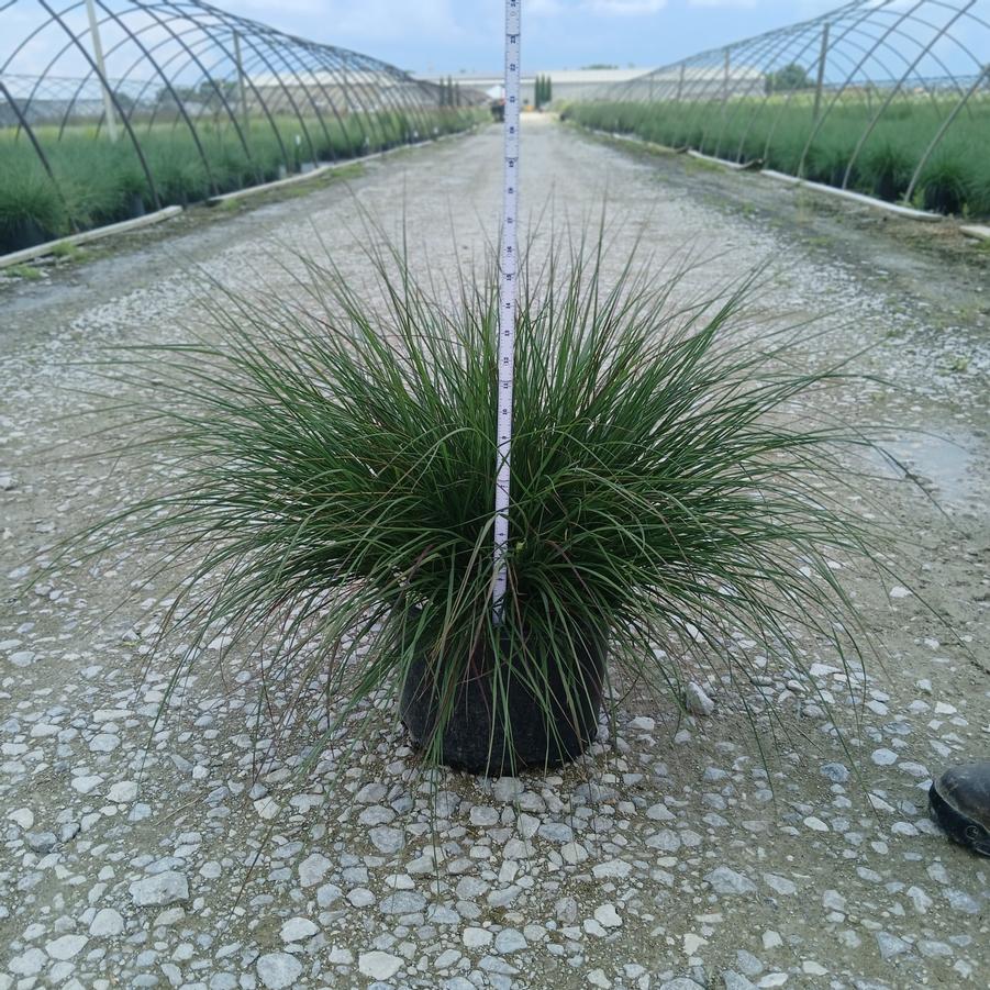 Pennisetum alopecuroides 'Hameln'