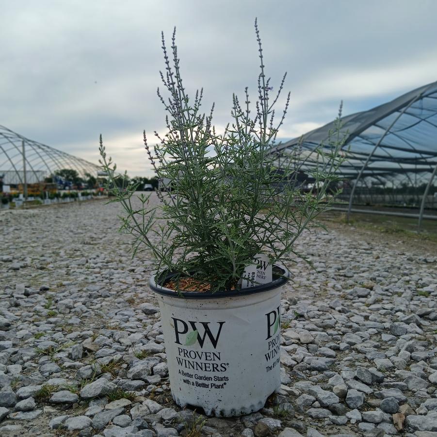 Perovskia atriplicifolia 'Denim 'n Lace'