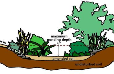 5 Great Plants for Rain Gardens