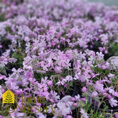Phlox subulata Spring Bling™ 'Pink Sparkles'