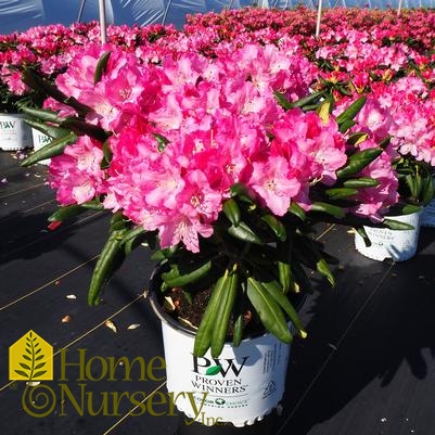Rhododendron x Dandy Man® Pink