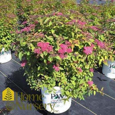 Spiraea japonica Double Play® Red