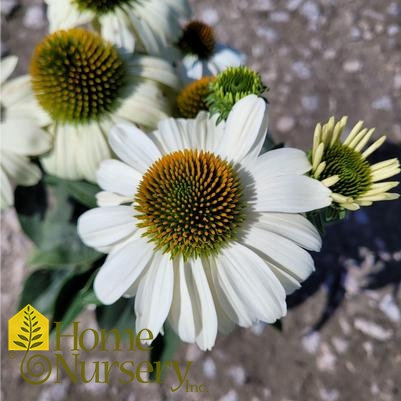 Echinacea x Color Coded™ 'The Price is White'