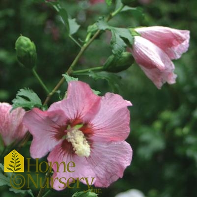 Hibiscus syriacus Rose Satin®