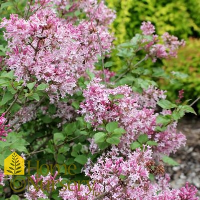 Syringa x Scent and Scensibility™Pink