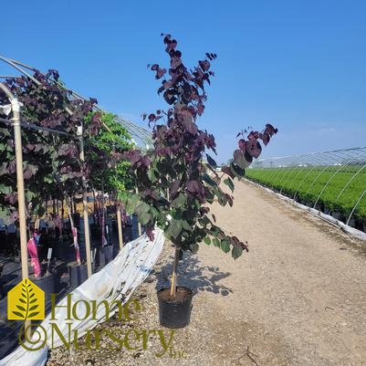 Cercis canadensis 'Burgundy Hearts®