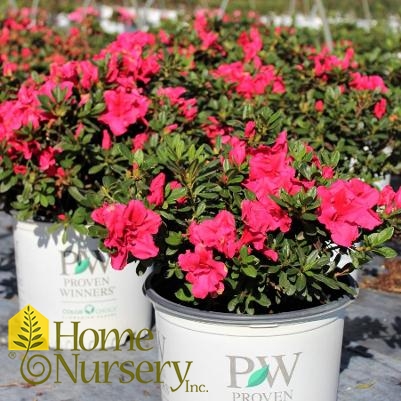 Rhododendron x Bloom-A-Thon® Red