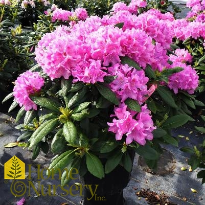 Rhododendron x 'English Roseum'