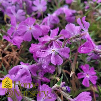 Phlox subulata Spring Bling™ 'Rose Quartz'