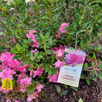 Rhododendron Encore® Autumn Carnation™