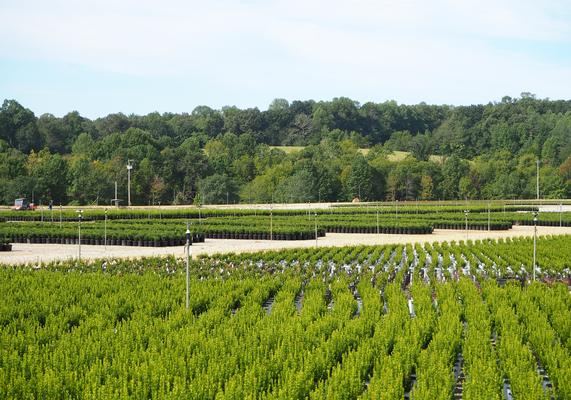 Boxwood Production