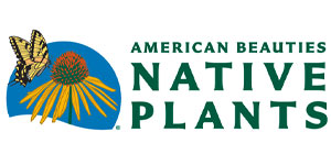 American Beauties American Beauties