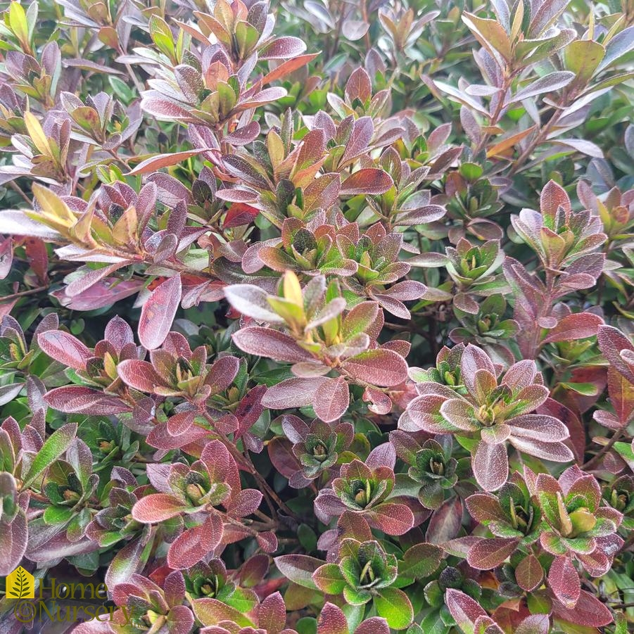 Rhododendron x 'Girard's Purple'