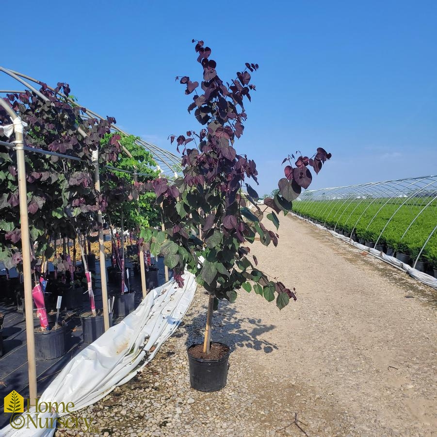 Cercis canadensis 'Burgundy Hearts®