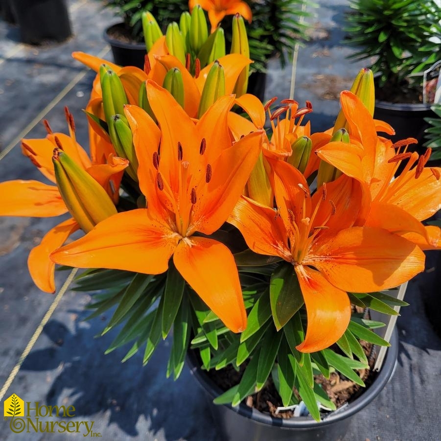 Lilium FantAsiatic® 'Orange'