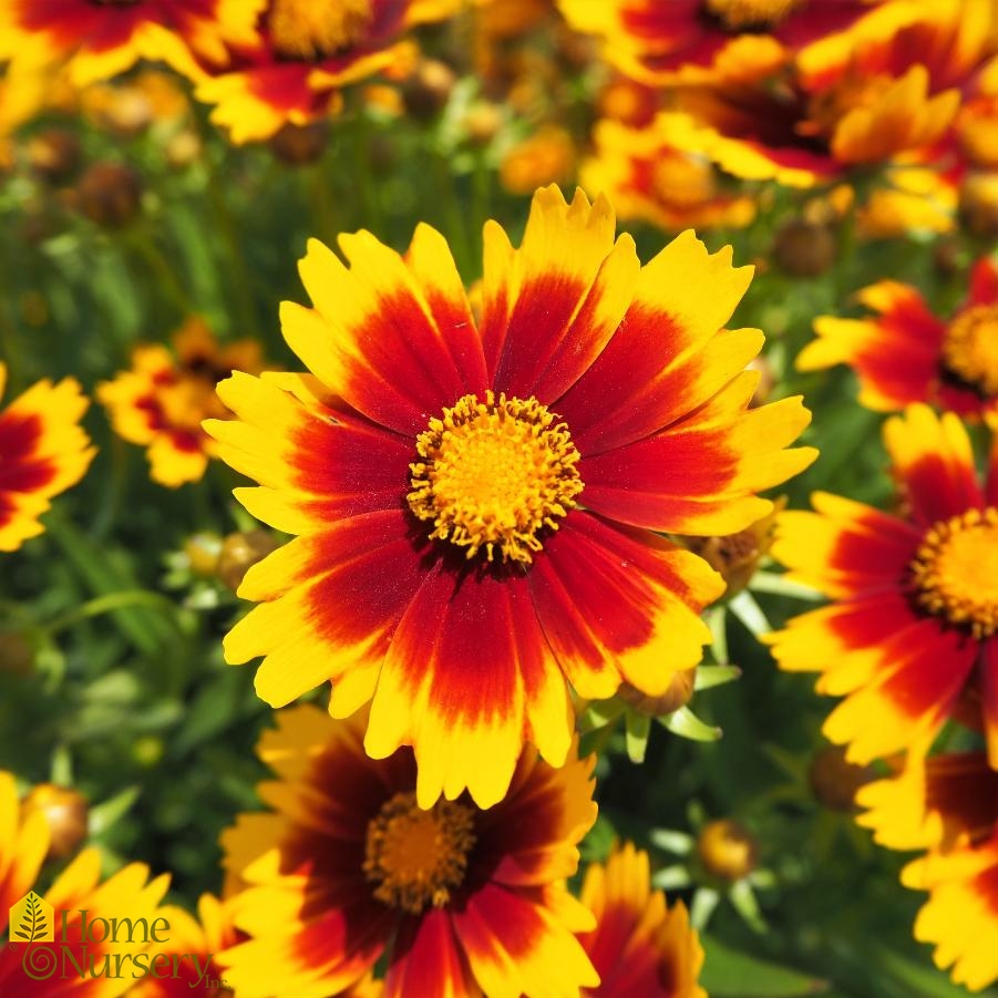 Coreopsis x Uptick™ Gold and Bronze