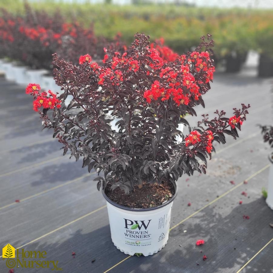 Lagerstroemia x Center Stage®Red