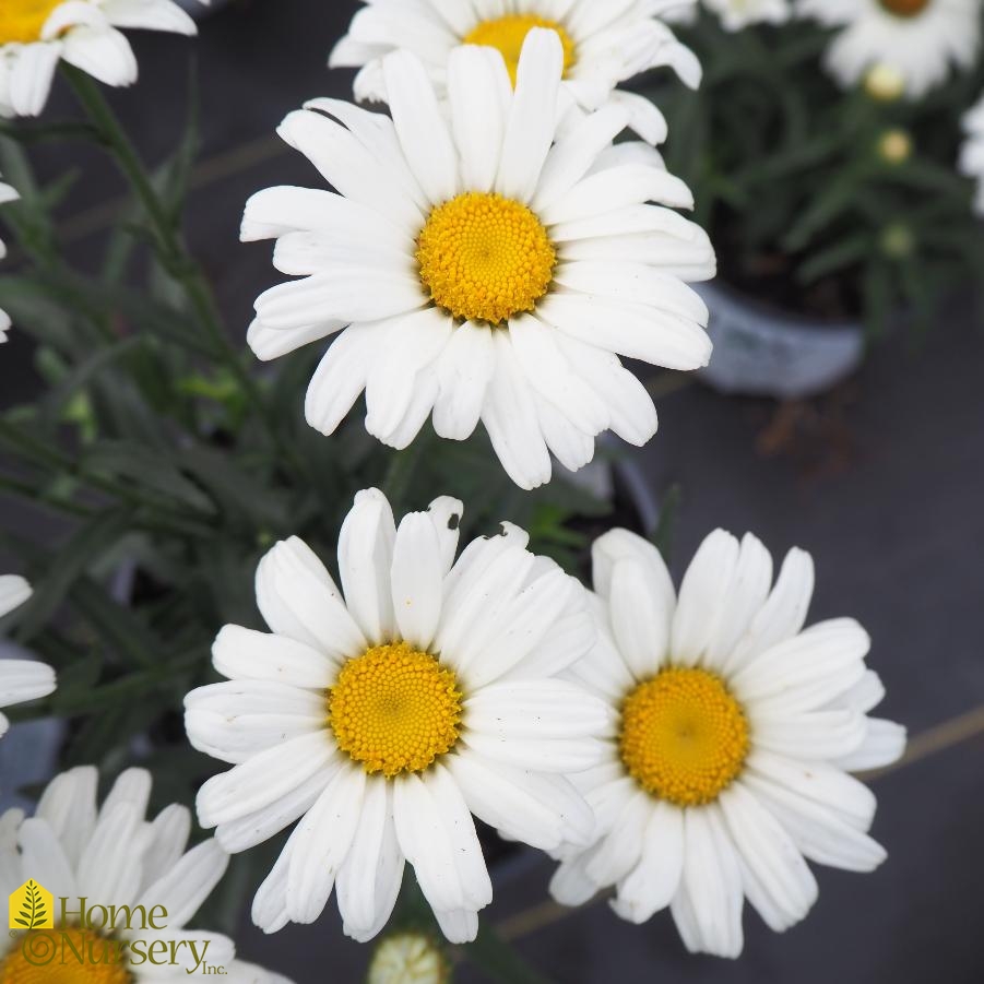 Leucanthemum superbum Amazing Daisies® Daisy May®