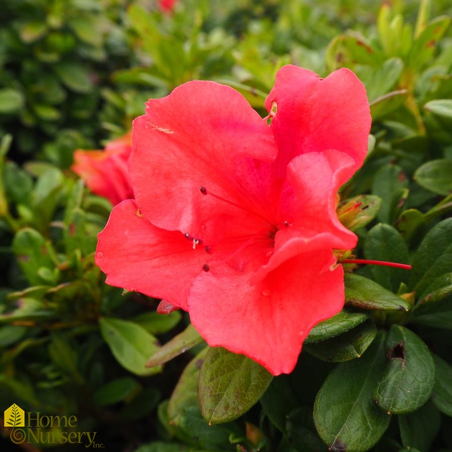 Rhododendron Encore® Autumn Sunset™